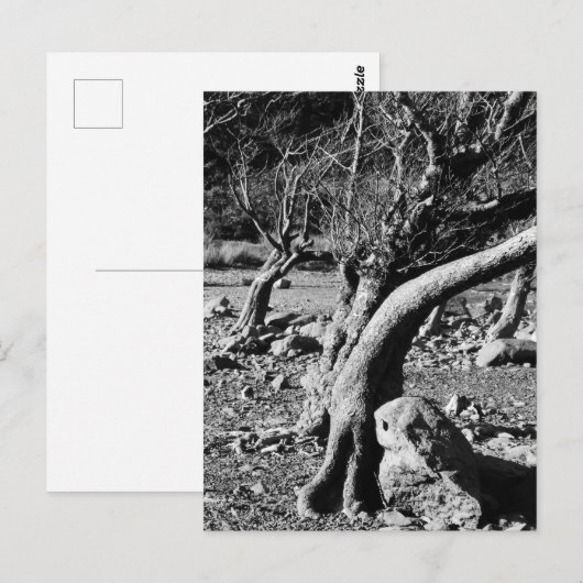 ZWARTE EN WITTE BOMEN BRIEFKAART (Voorkant / Achterkant)