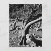 ZWARTE EN WITTE BOMEN BRIEFKAART (Voorkant)