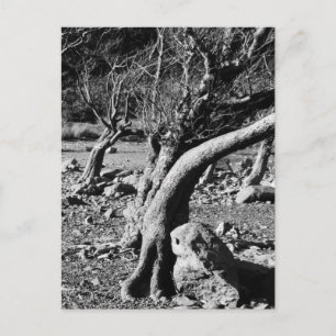 ZWARTE EN WITTE BOMEN BRIEFKAART