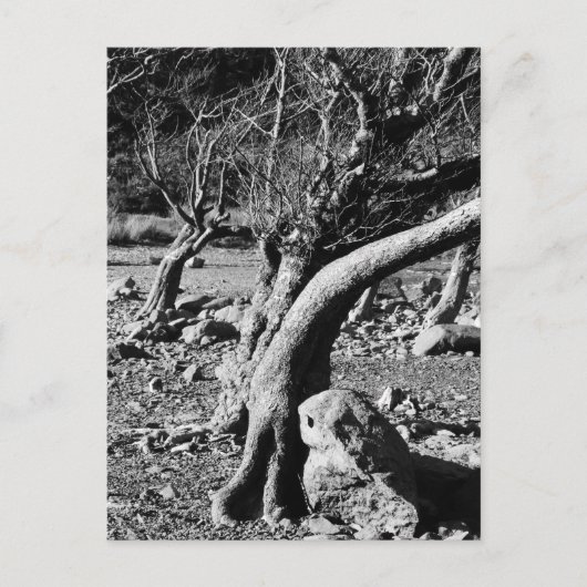 ZWARTE EN WITTE BOMEN BRIEFKAART (Voorkant)