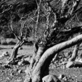 ZWARTE EN WITTE BOMEN KOFFIEMOK