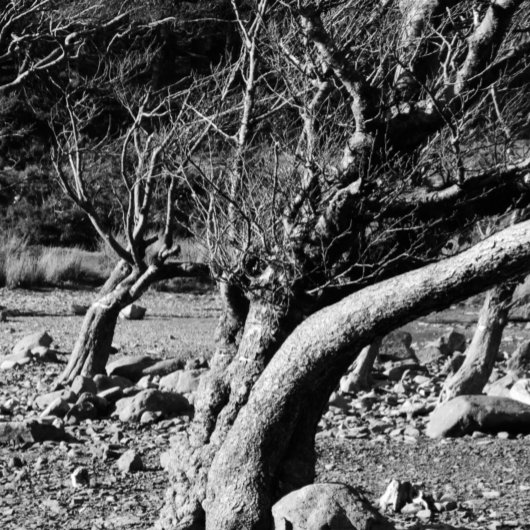 ZWARTE EN WITTE BOMEN KOFFIEMOK