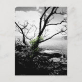 Zwarte en witte bomen met groene wijnstokken briefkaart (Voorkant)