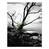 Zwarte en witte bomen met groene wijnstokken foto afdruk (Voorkant)