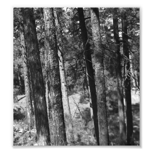 zwarte en witte bomen overal foto afdruk (Voorkant)