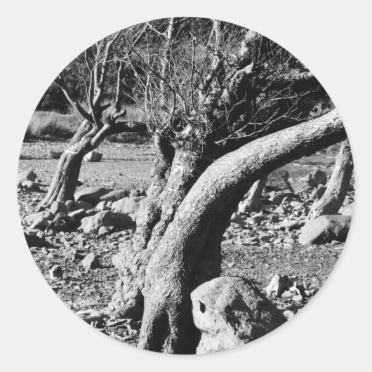 ZWARTE EN WITTE BOMEN RONDE STICKER (Voorkant)