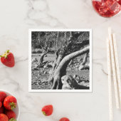 ZWARTE EN WITTE BOMEN SERVET (Insitu)