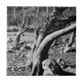 ZWARTE EN WITTE BOMEN TEGELTJE (Voorkant)