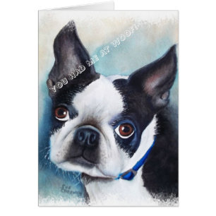 ZWARTE EN WITTE BOSTON TERRIER