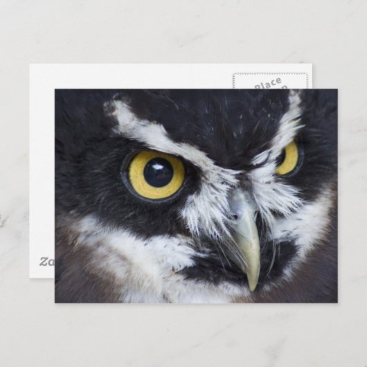 Zwarte en witte bril briefkaart (Voorkant / Achterkant)