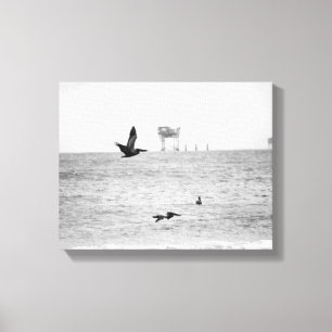 Zwarte en witte bruine Pelikans over de oceaan 11x Canvas Afdruk