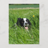 Zwarte en witte collie in Grass