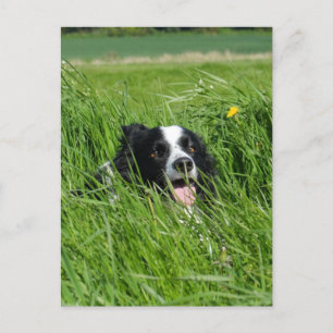Zwarte en witte collie in Grass Briefkaart