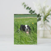 Zwarte en witte collie in Grass Briefkaart (Staand voorkant)