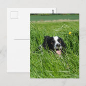 Zwarte en witte collie in Grass Briefkaart (Voorkant / Achterkant)