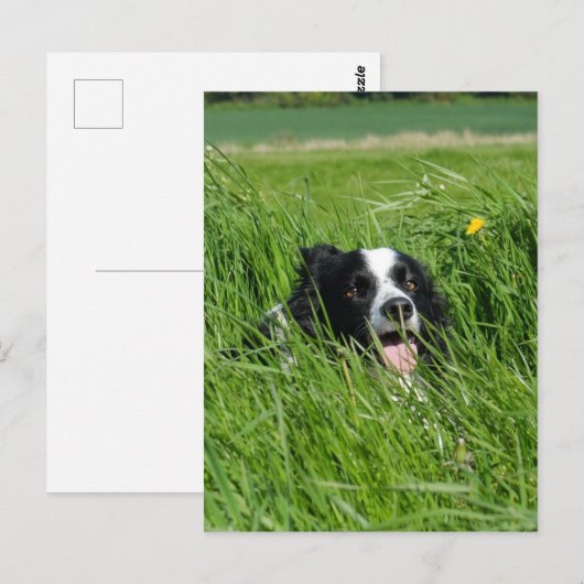 Zwarte en witte collie in Grass Briefkaart (Voorkant / Achterkant)
