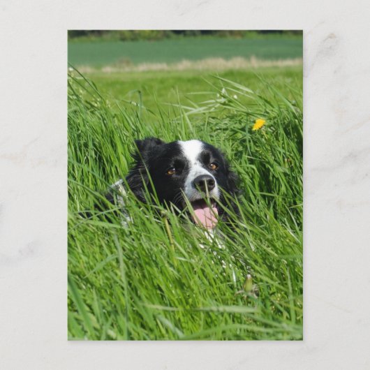 Zwarte en witte collie in Grass Briefkaart (Voorkant)