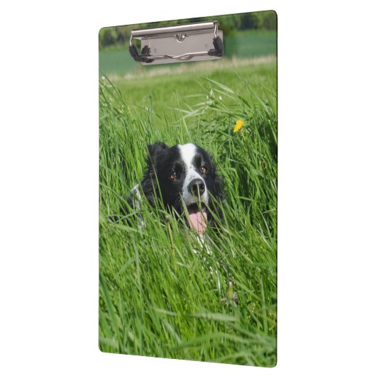 Zwarte en witte collie in Grass Klembord (Links)