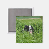 Zwarte en witte collie in Grass Magneet (Voorkant / Achterkant)