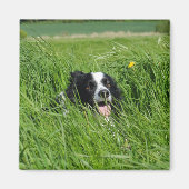 Zwarte en witte collie in Grass Magneet (Voorkant)