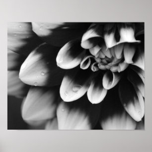 Zwarte en Witte Dahlia Bloesem Poster