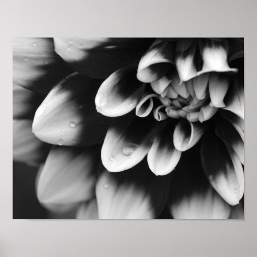 Zwarte en Witte Dahlia Bloesem Poster (Voorkant)