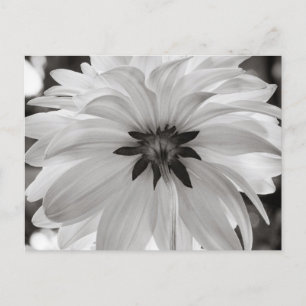 Zwarte en Witte Dahlia Flower Briefkaart