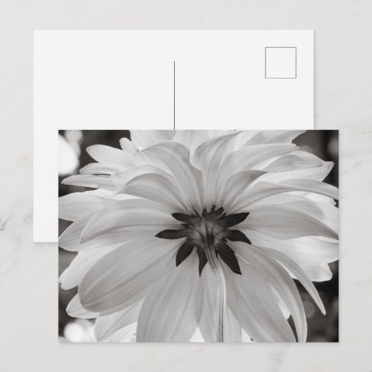 Zwarte en Witte Dahlia Flower Briefkaart (Voorkant / Achterkant)
