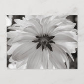Zwarte en Witte Dahlia Flower Briefkaart (Voorkant)