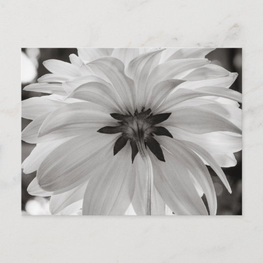 Zwarte en Witte Dahlia Flower Briefkaart (Voorkant)