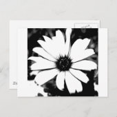 Zwarte en Witte Daisy Briefkaart (Voorkant / Achterkant)