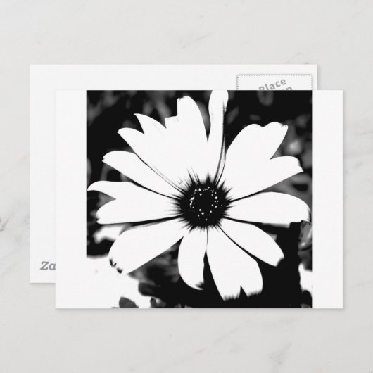 Zwarte en Witte Daisy Briefkaart (Voorkant / Achterkant)