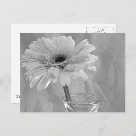 Zwarte en Witte Daisy Briefkaart (Voorkant / Achterkant)