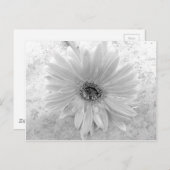 Zwarte en Witte Daisy Briefkaart (Voorkant / Achterkant)