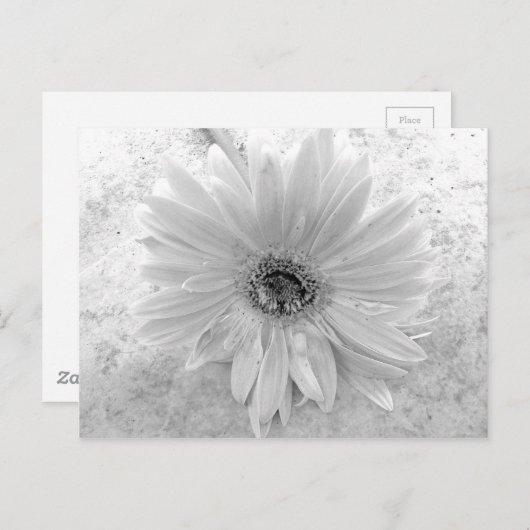 Zwarte en Witte Daisy Briefkaart (Voorkant / Achterkant)