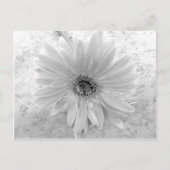 Zwarte en Witte Daisy Briefkaart (Voorkant)
