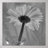 Zwarte en Witte Daisy Poster (Voorkant)