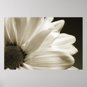 Zwarte en Witte Daisy Poster