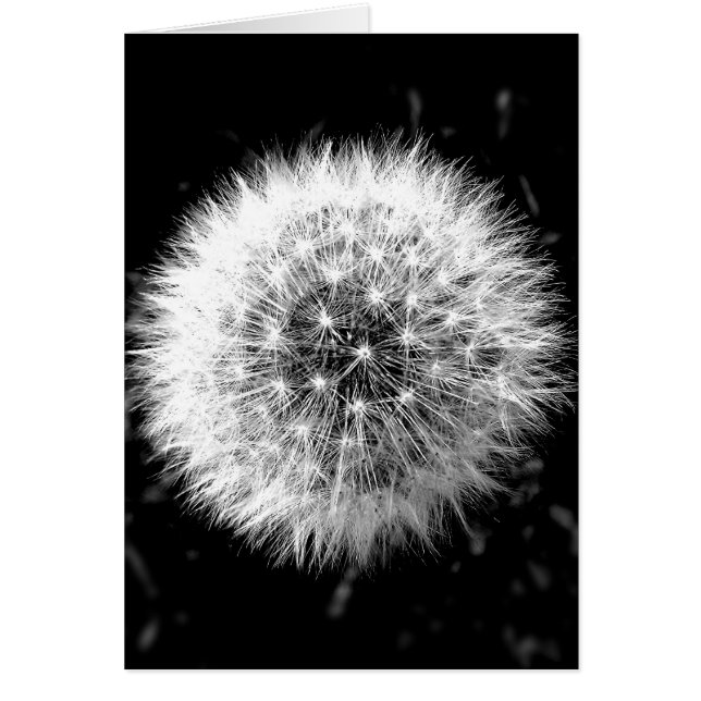 Zwarte en witte dandelion (Voorkant)