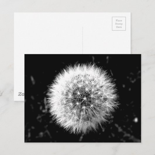 Zwarte en witte dandelion briefkaart (Voorkant / Achterkant)