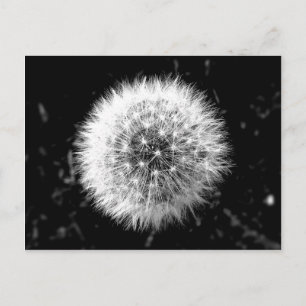 Zwarte en witte dandelion briefkaart