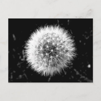 Zwarte en witte dandelion briefkaart
