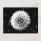 Zwarte en witte dandelion briefkaart (Voorkant)