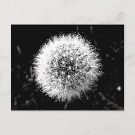 Zwarte en witte dandelion briefkaart (Voorkant)