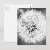 Zwarte en witte dandelion briefkaart (Voorkant / Achterkant)