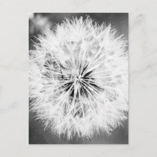Zwarte en witte dandelion briefkaart