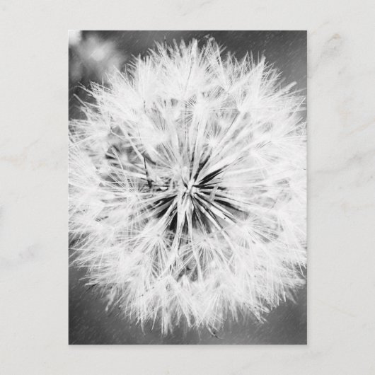 Zwarte en witte dandelion briefkaart (Voorkant)