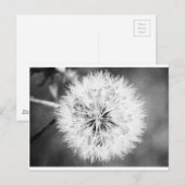 Zwarte en witte dandelion briefkaart (Voorkant / Achterkant)