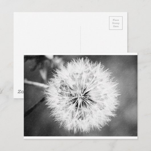 Zwarte en witte dandelion briefkaart (Voorkant / Achterkant)