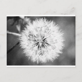 Zwarte en witte dandelion briefkaart